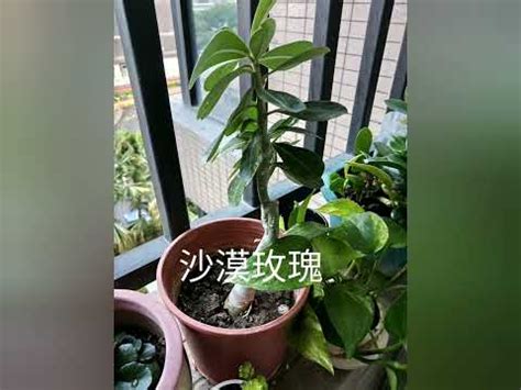 全日照植物 西曬|西曬陽台植物指南：選擇與照顧西曬陽台的大型植物